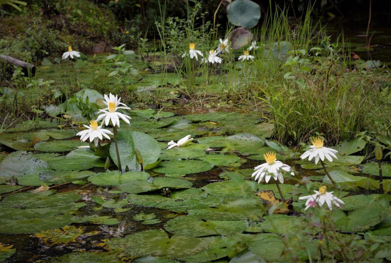 Mena Creek Flower House Exteriör bild